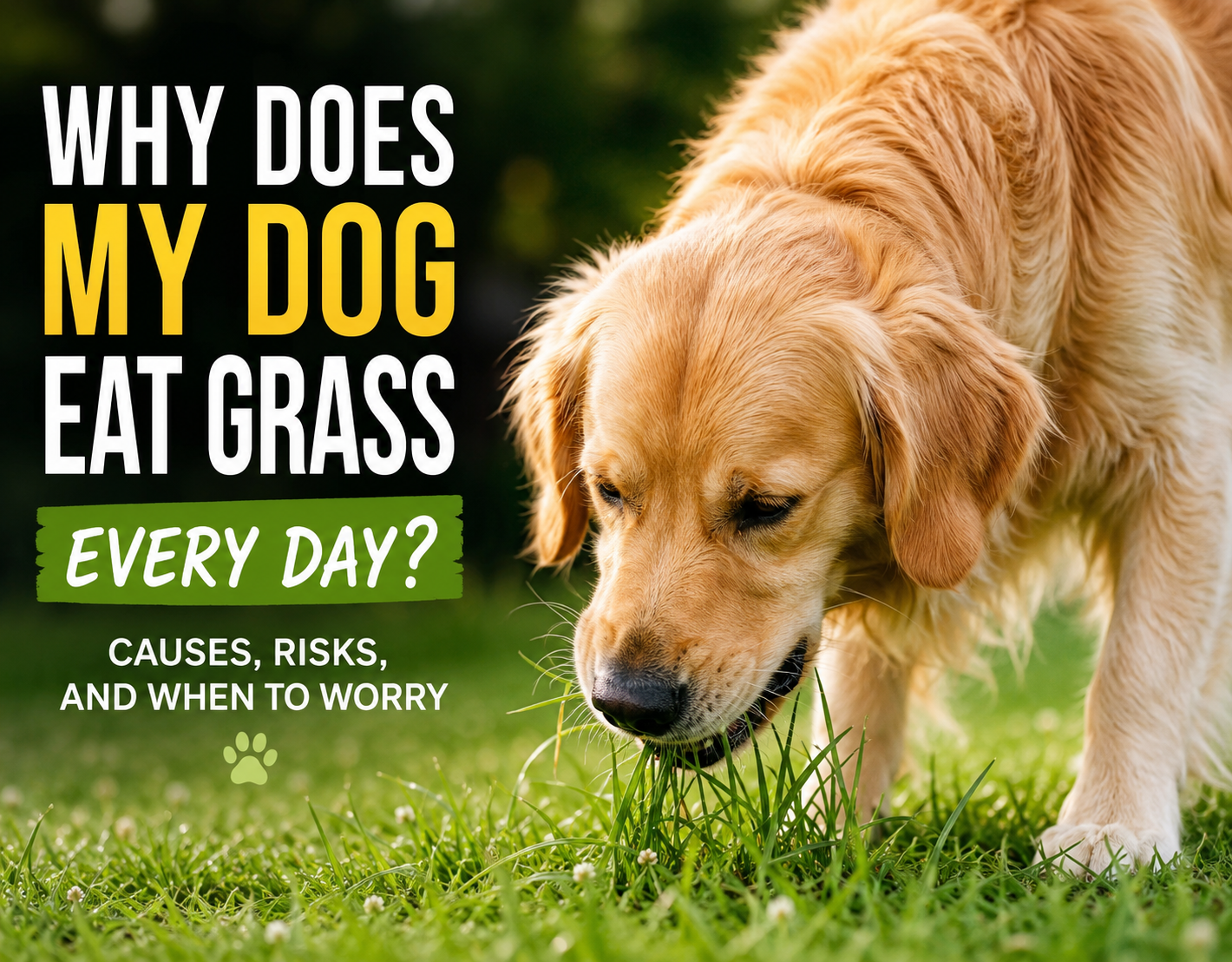 why dogs eat grass every day
